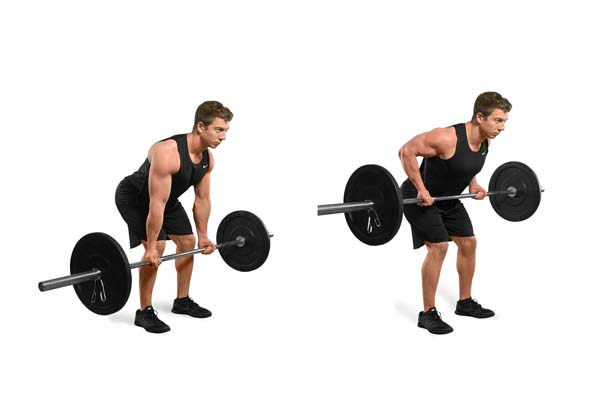 bent-over_barbell_underhand_row.jpg