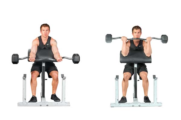 barbell_preacher_curl.jpg