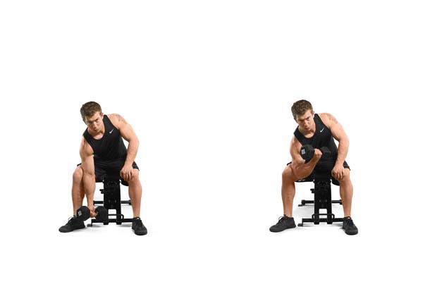 dumbbell_concentration_curl.jpg