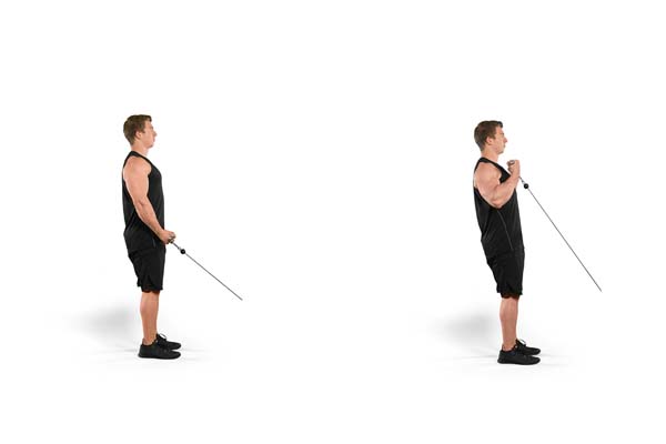standing_cable-bar_curl.jpg