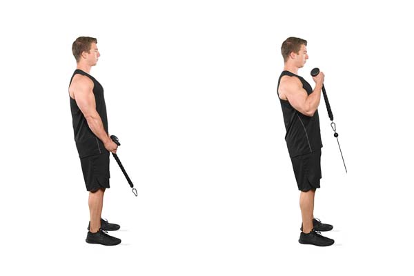 standing_cable-rope_curl.jpg